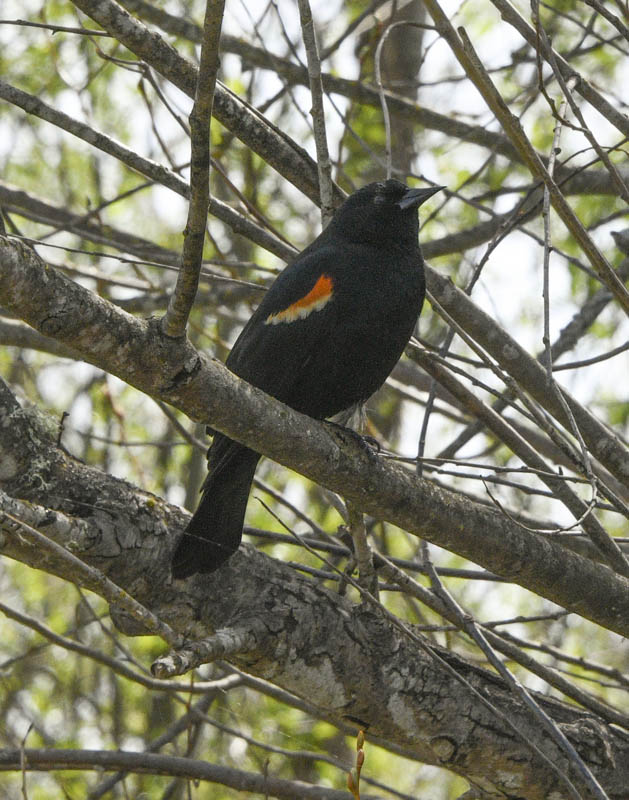 red winged blackbird
