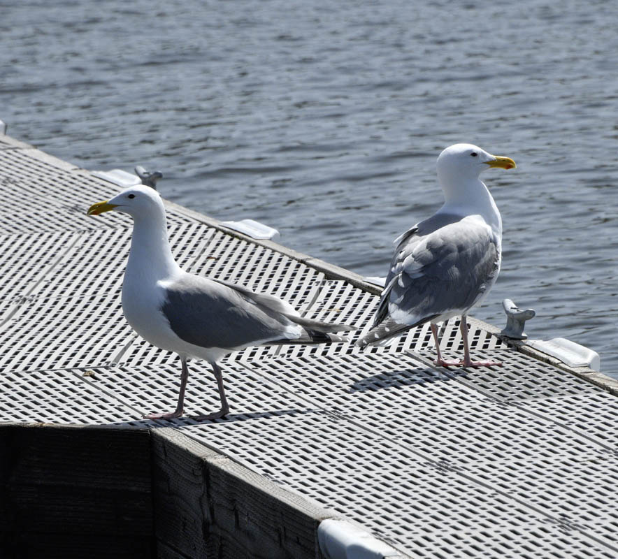 seagulls juanita beach
