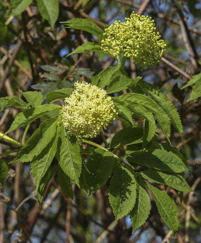 elderberry