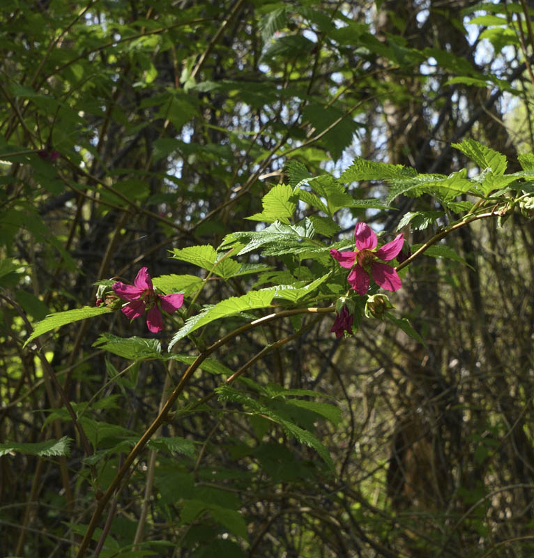 salmonberry