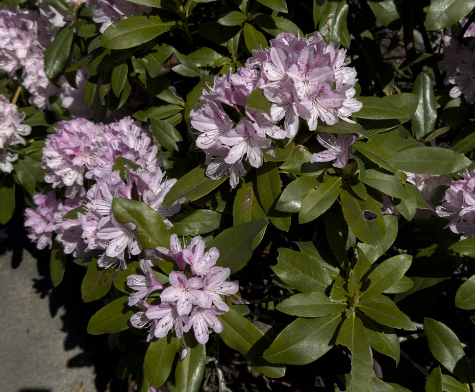 rhodedendron