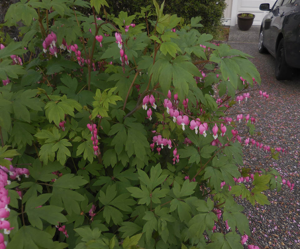 big dicentra