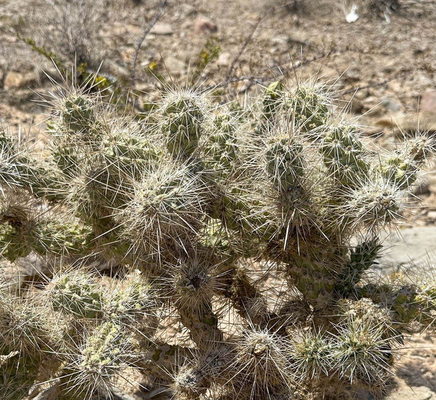 cactus