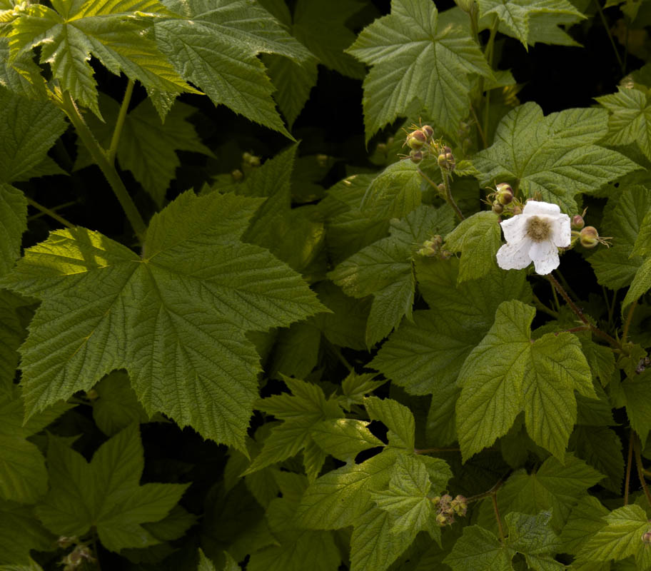thimbleberry