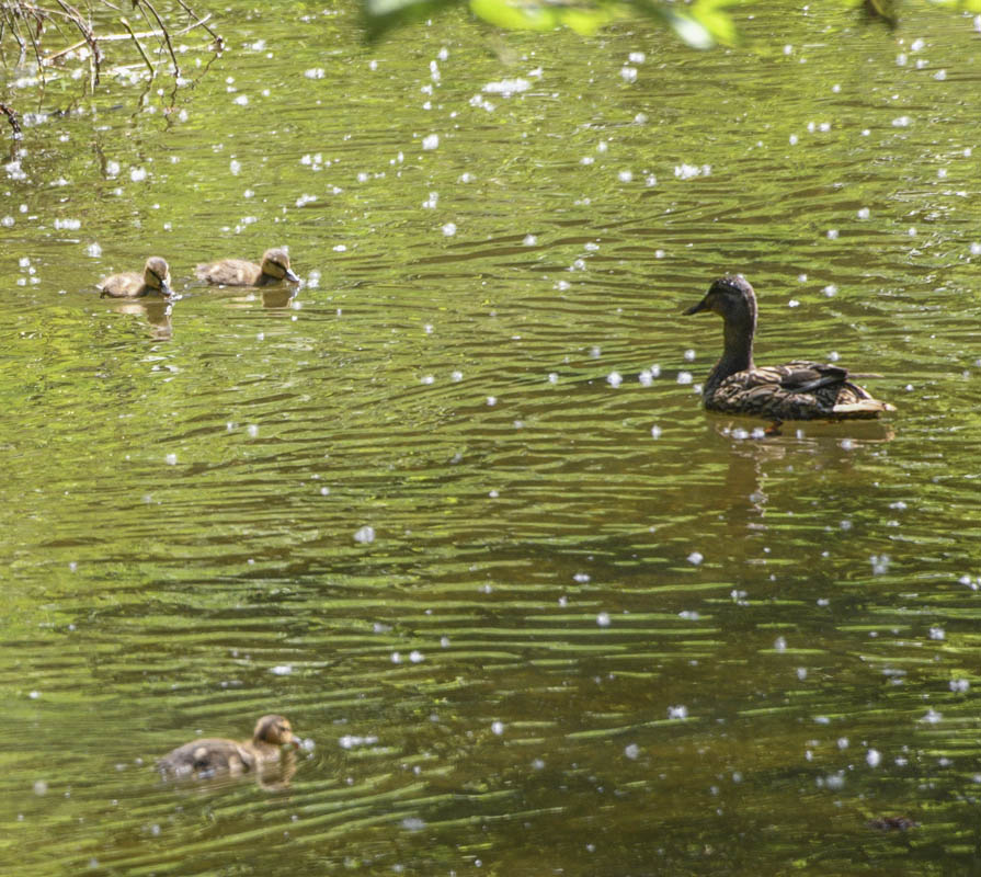 mom and ducklings issaquah creek