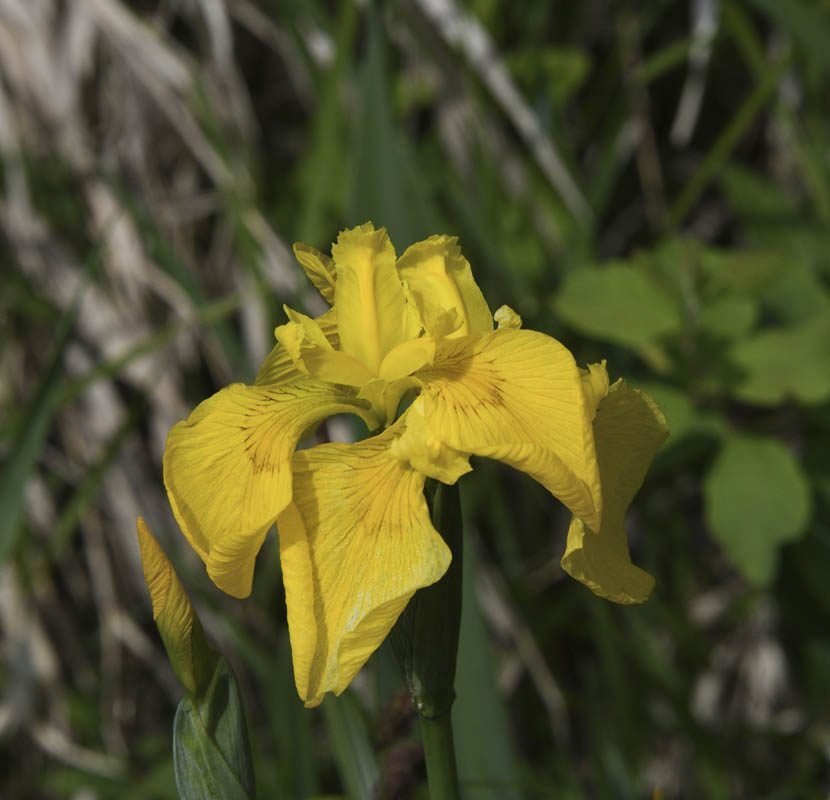 yellowflag iris