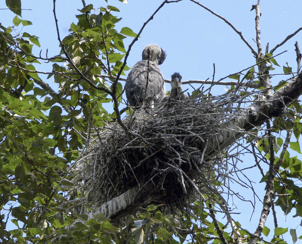 heron chicks