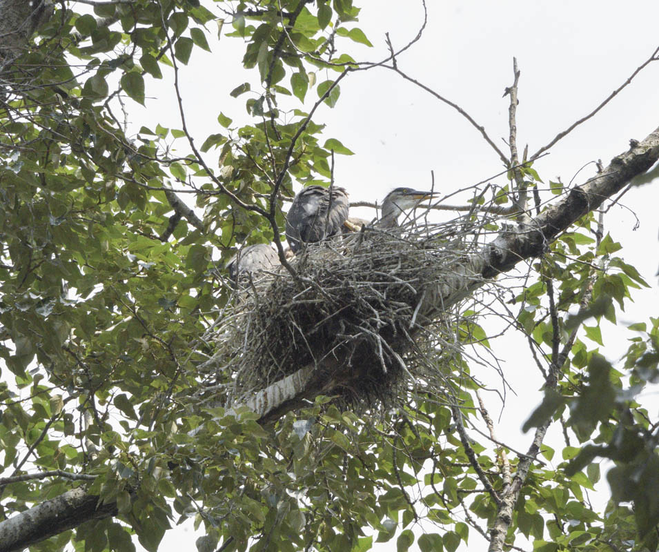 heron chicks