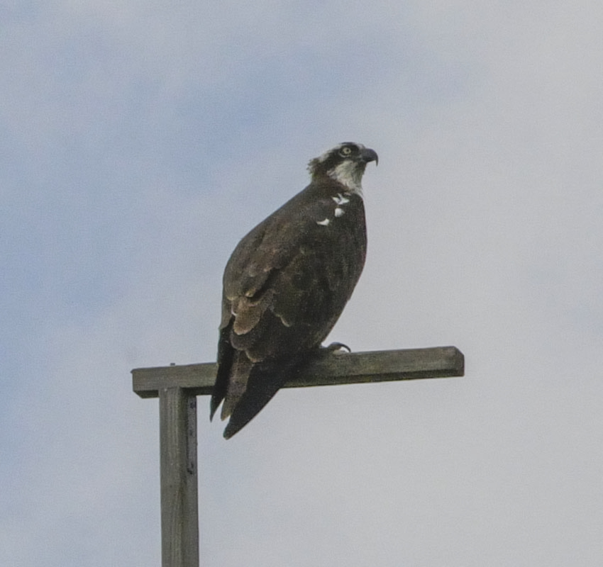 osprey marymoor park