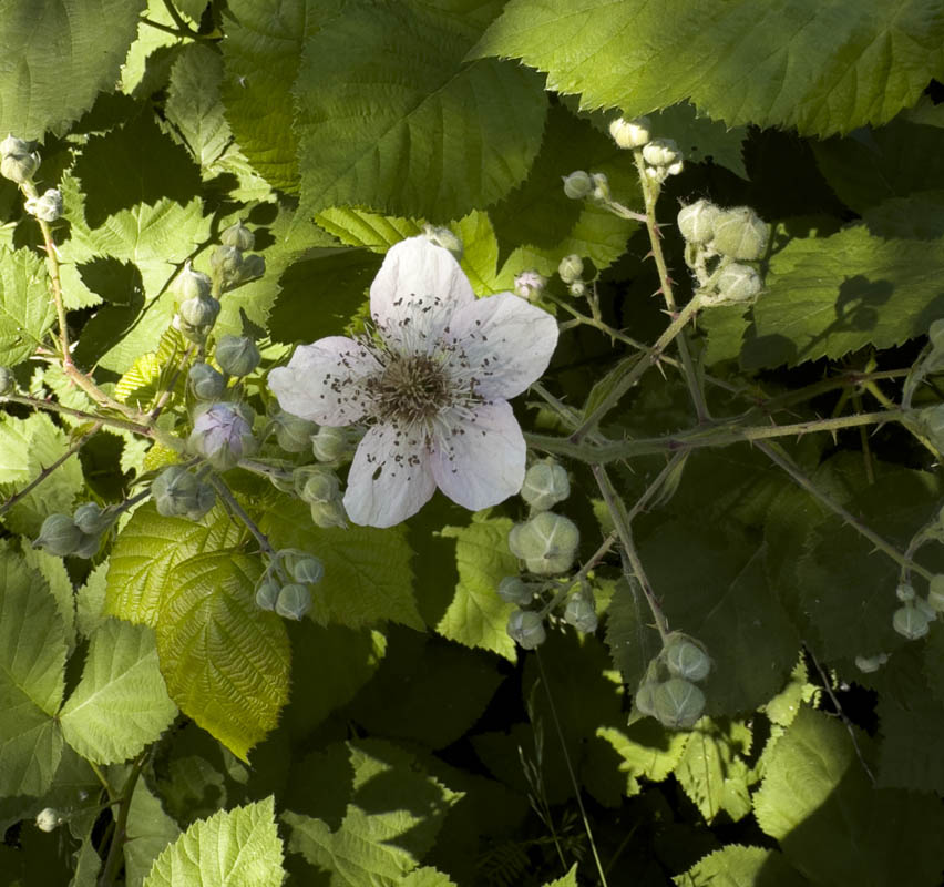 blackberry flowers