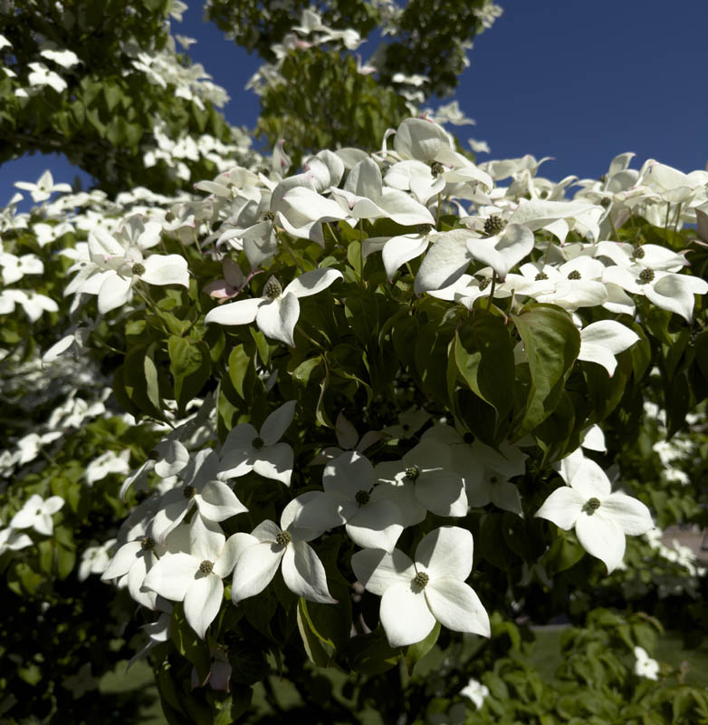 dogwood