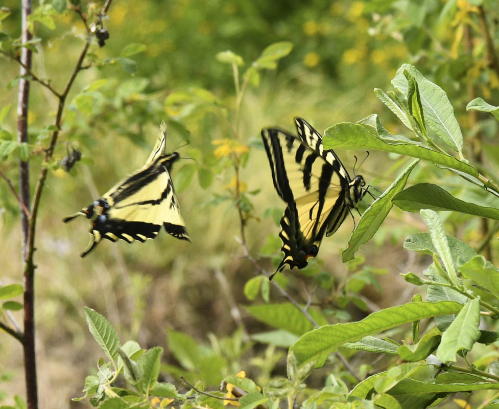 swallowtails