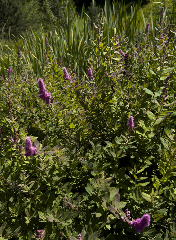 spirea