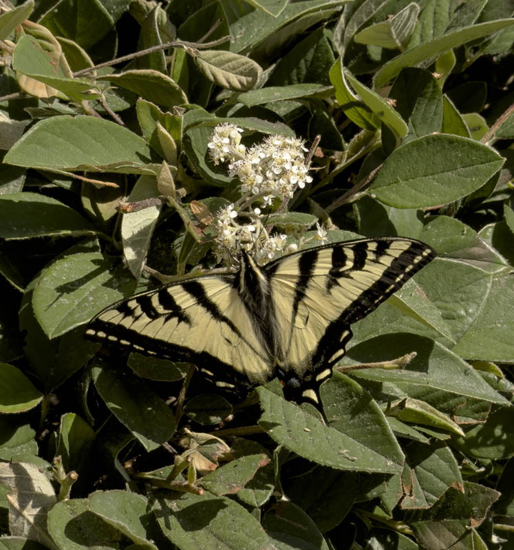 swallowtail