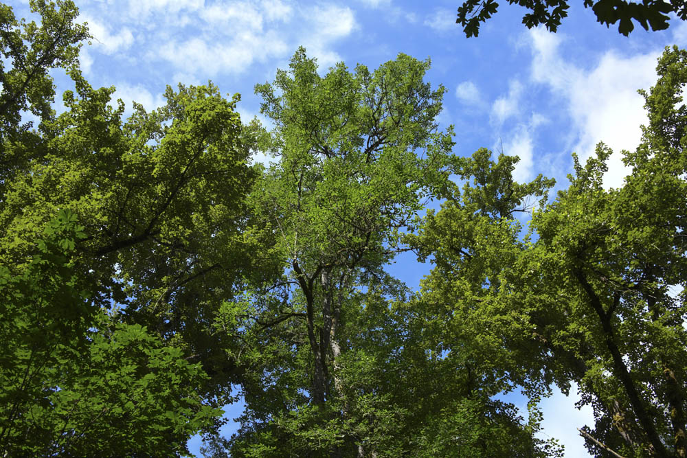 maple ash cottonwood