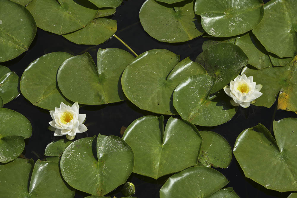 fragrant water lilly
