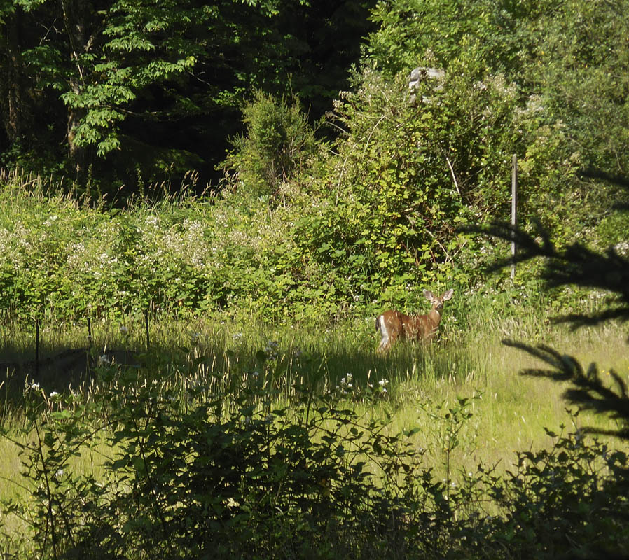 deer sammamish