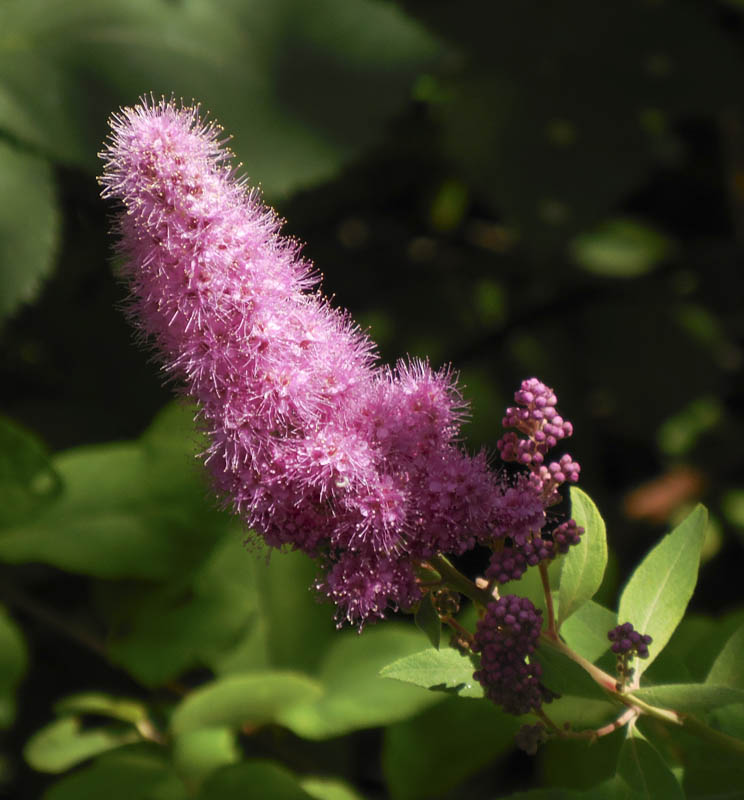 spirea