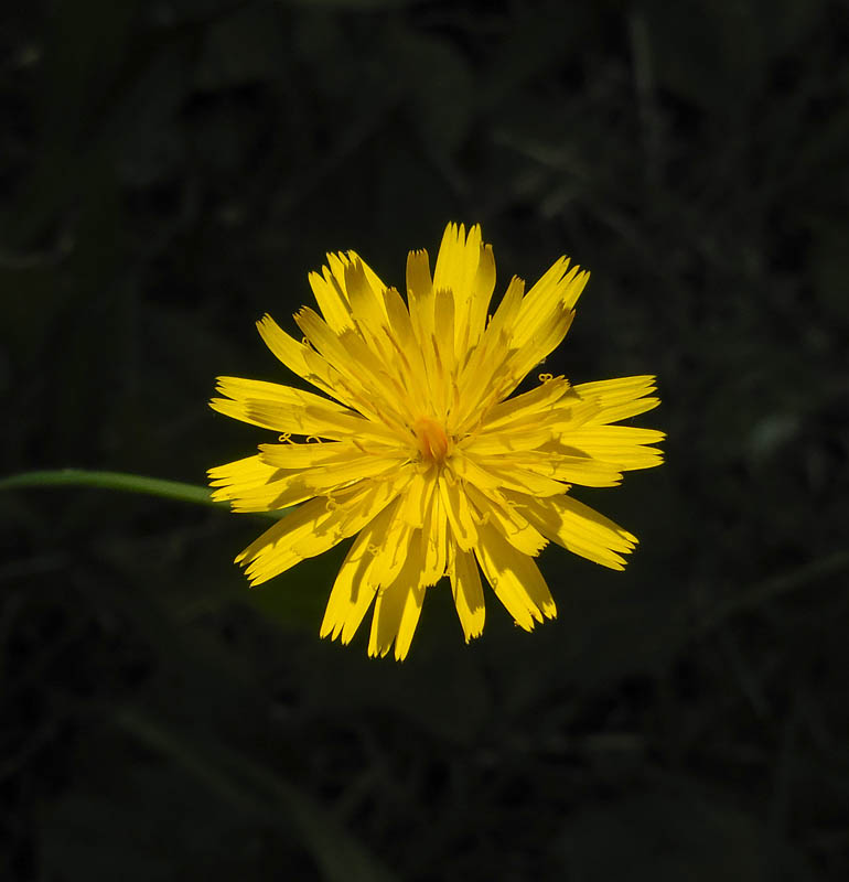 hawksbeard
