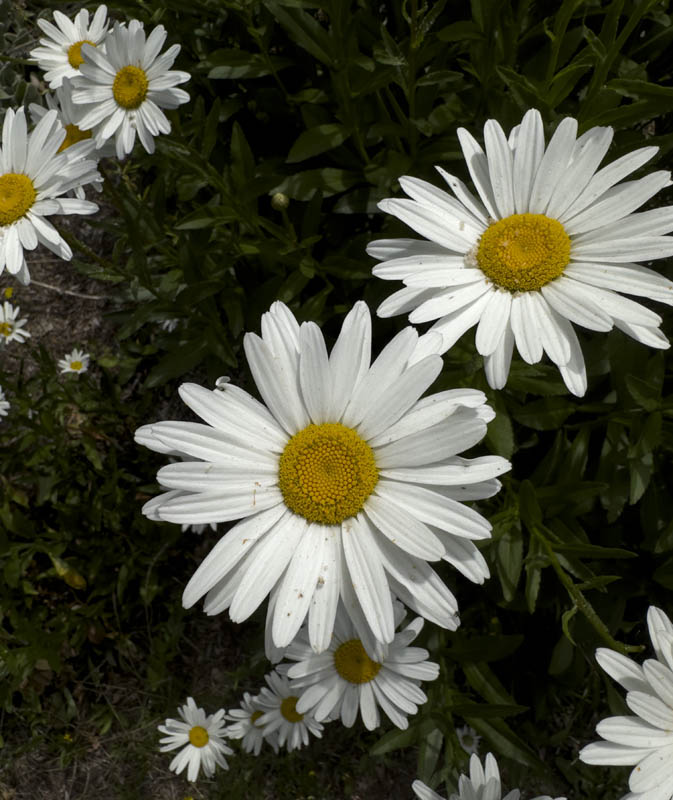 oxeye daisy