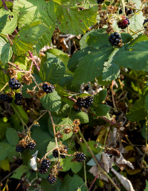 blackberries