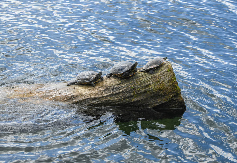 turtles lake washington renton