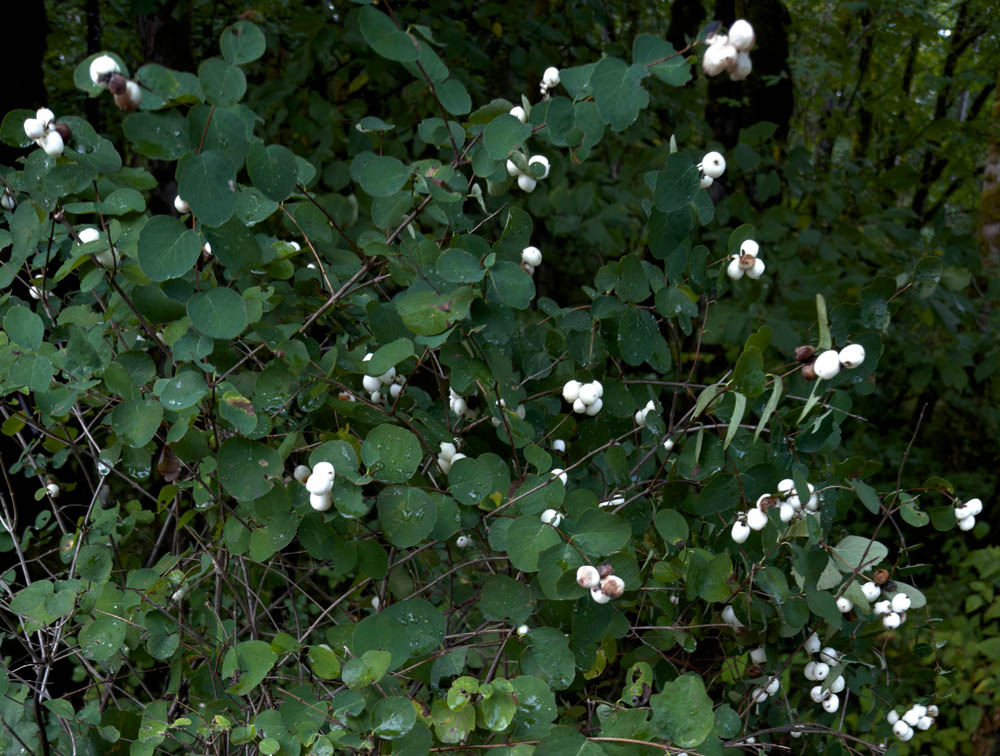 snowberry