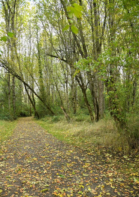 ash stand lake sammamish park