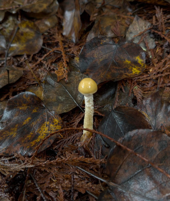 mushroom big rock park