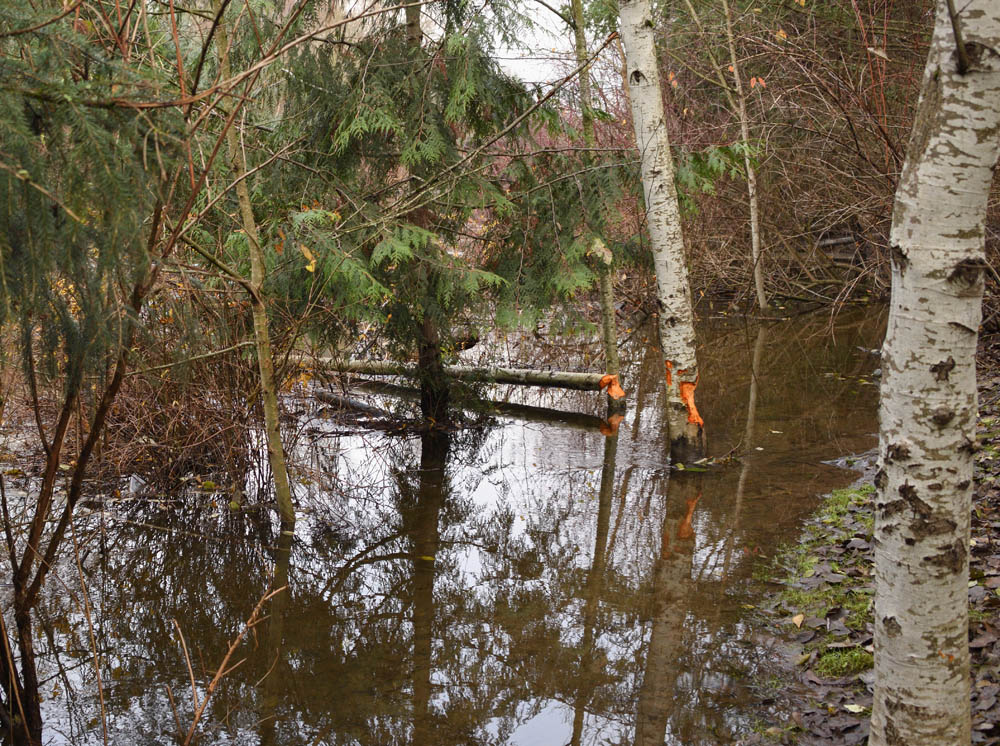 beaver work sammamish river