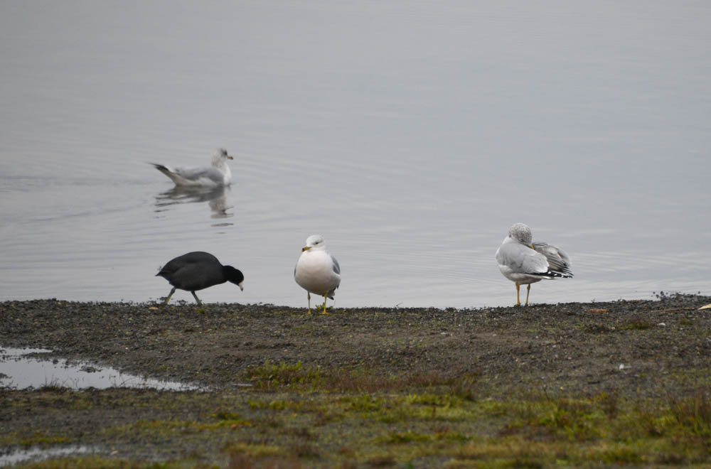 gulls lake sammamish park