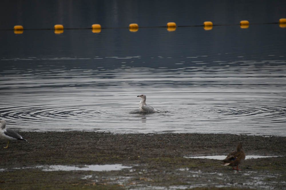 gull lake sammamish park