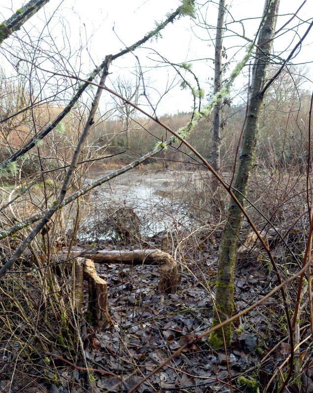beaver work at issaquah creek