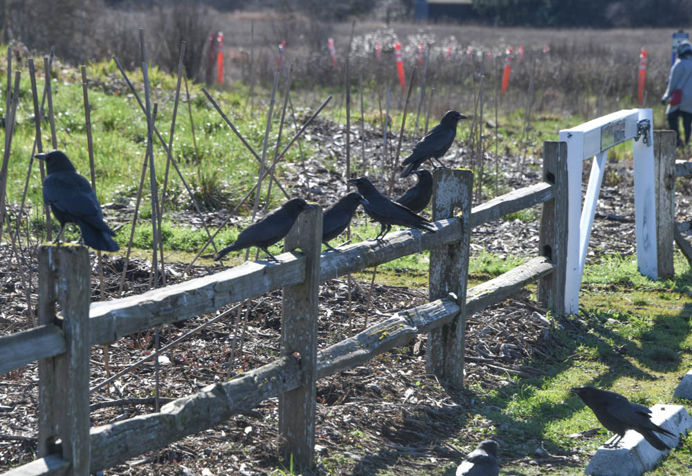 crows at marymoor