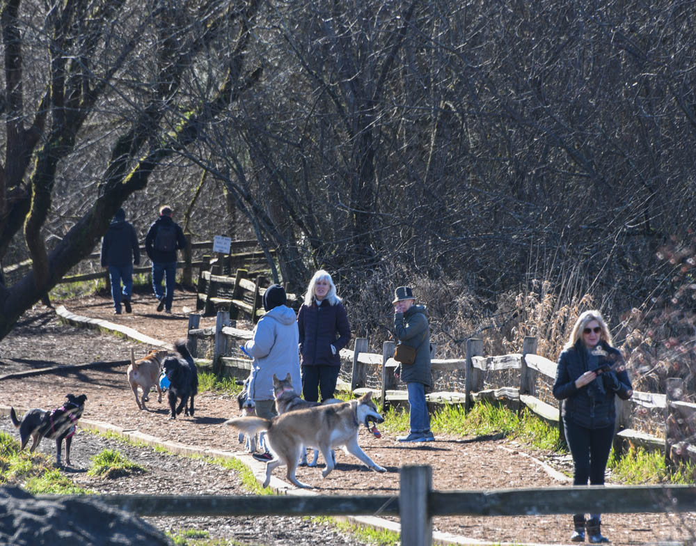 dog park marymoor