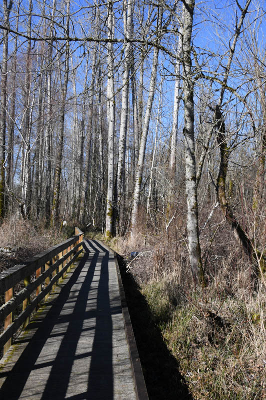 heron loop trail marymoor