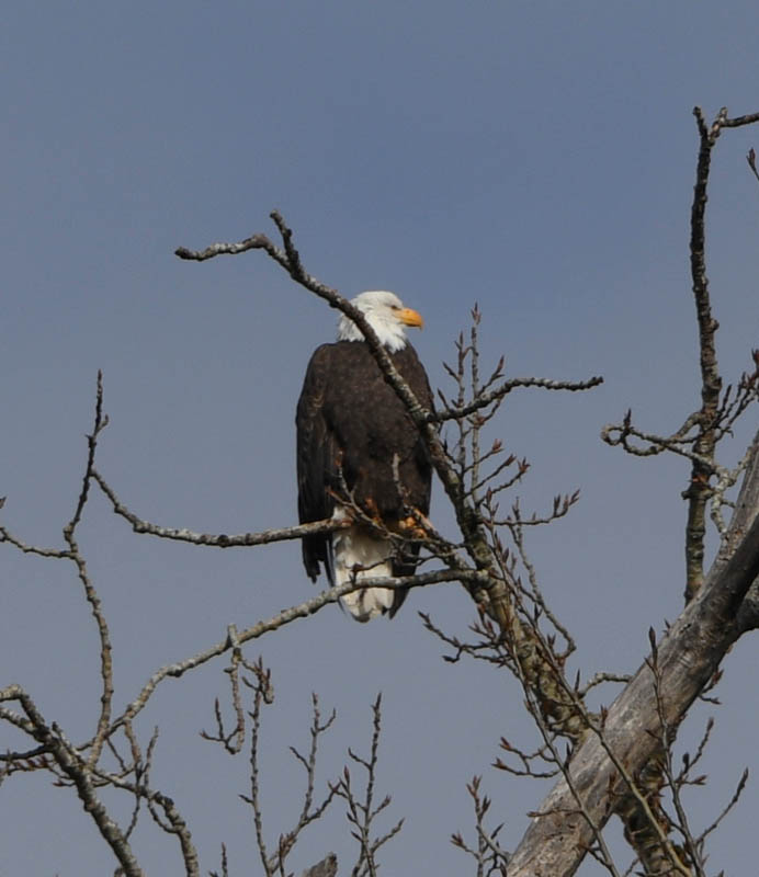 eagle at lake samammish park