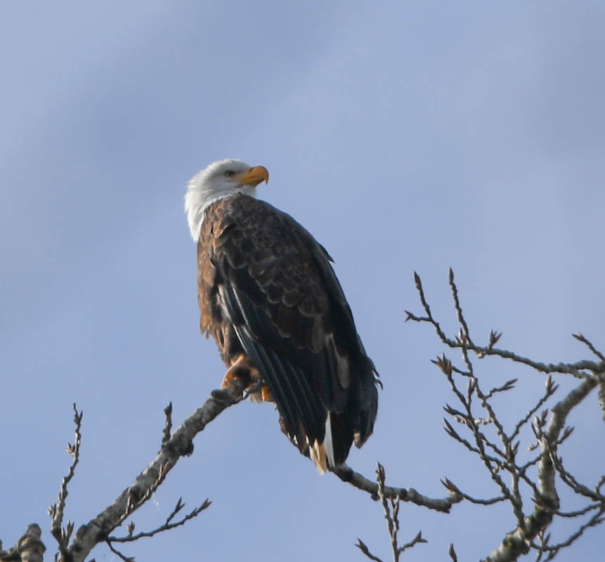 eagle at lake samammish park