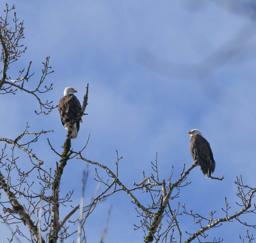 eagles at lake samammish park