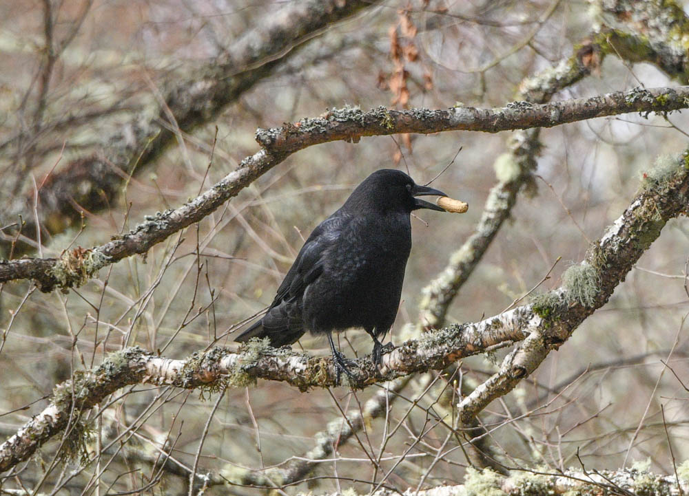 crow at lake sammamish park