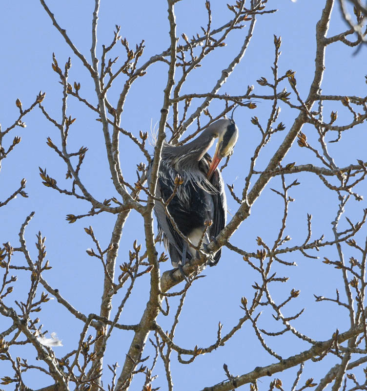 heron marymoor rookery