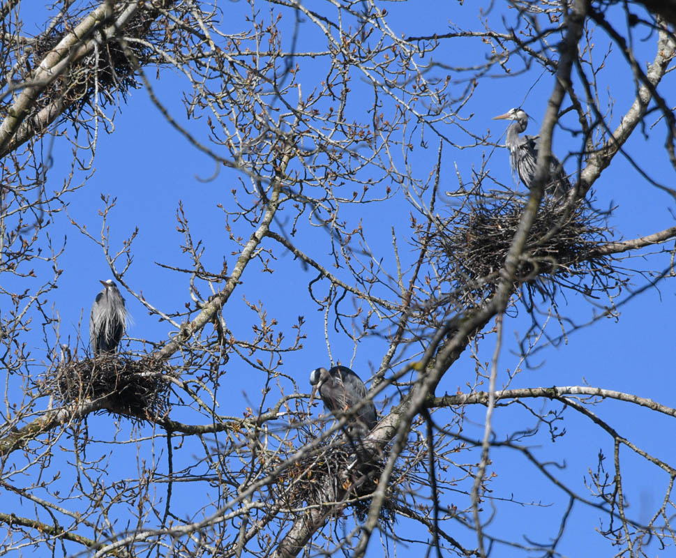 herons marymoor rookery