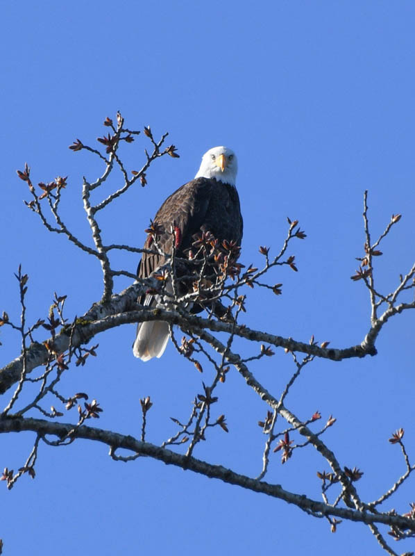 bald eagle lake sammamish park