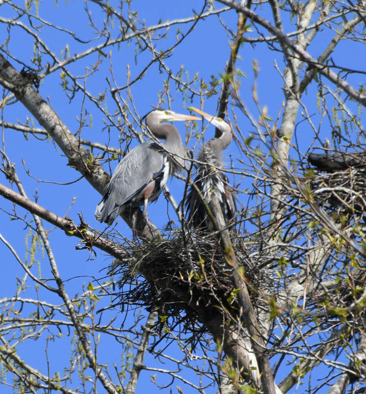 herons marymoor
