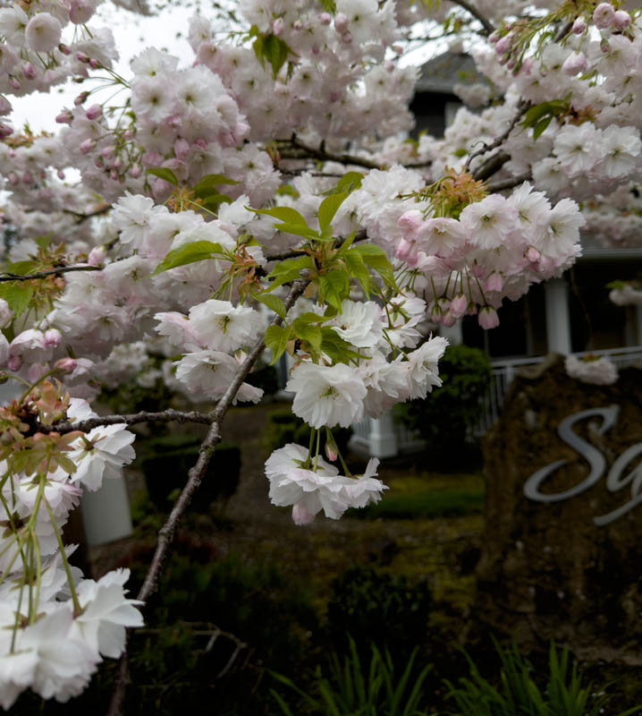blossoms at apartment