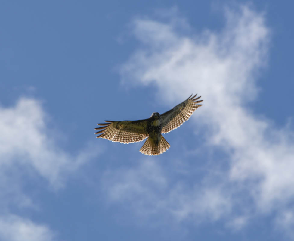 hawk at soaring eagle park