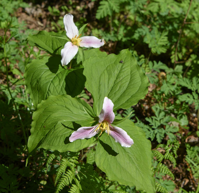 trillium at soaring eagle park