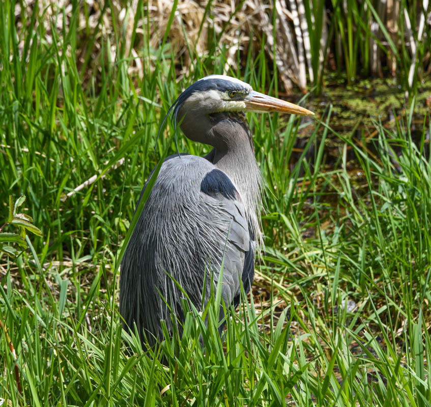 heron juanita bay