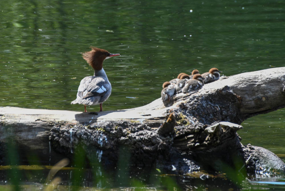 merganser and ducklings lake sammamish