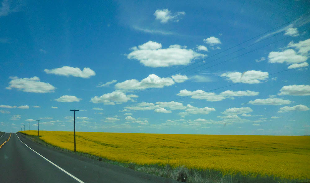 canola hwy 2